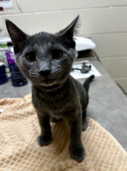 A baby small-sized male Domestic Short Hair cat named Country for adoption in Westland, MI
