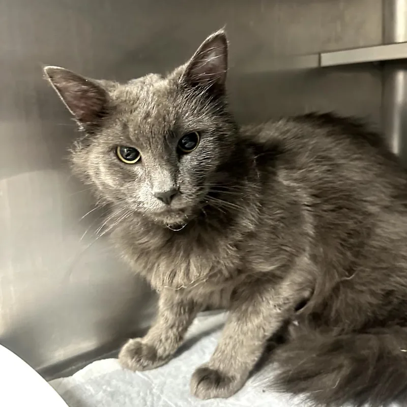 A baby medium-sized male Gray / Blue / Silver Domestic Medium Hair cat named Magnet for adoption in Midland, TX