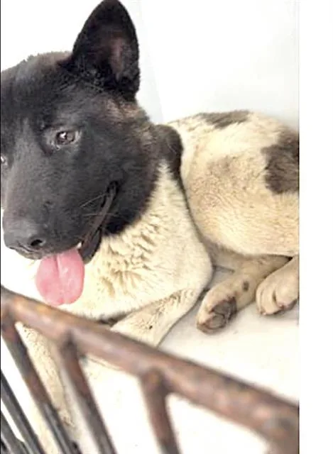 A young large-sized female Akita dog named A for adoption in Houston, TX