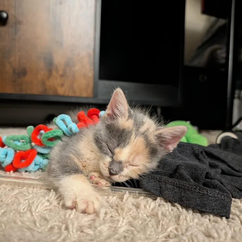 A baby small-sized female Calico Domestic Short Hair cat named Toffee for adoption in Tustin, CA