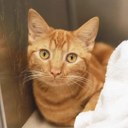A baby small-sized male Orange / Red Domestic Short Hair cat named Cairo for adoption in Atlanta, GA