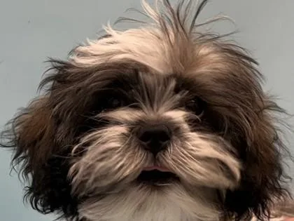 A baby small-sized male Shih Tzu dog named Ozzy for adoption in Woodbury, MN