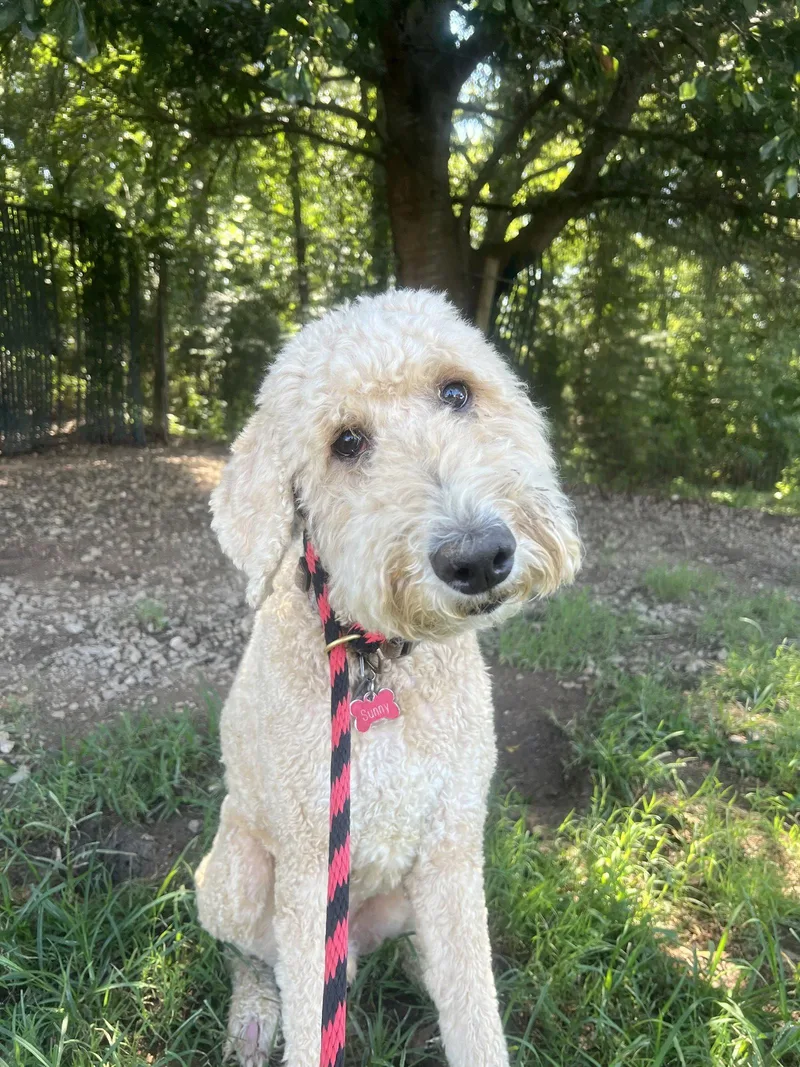 An adult large-sized male Standard Poodle dog named Sunny Jul for adoption in Pacolet, SC
