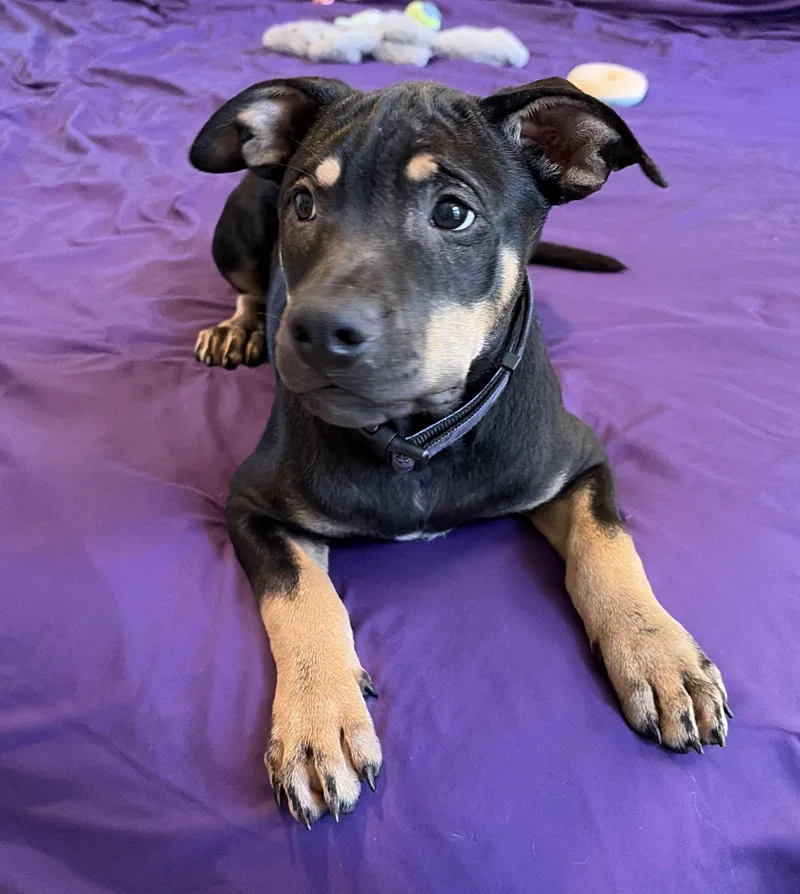 A baby medium-sized male Pit Bull Terrier dog named Onyx for adoption in Mansfield, TX