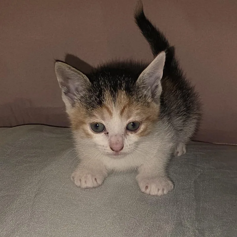 Meowlinda