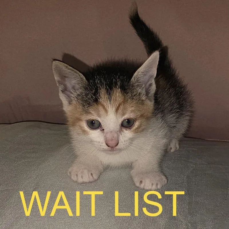 Meowlinda thumbnail 2