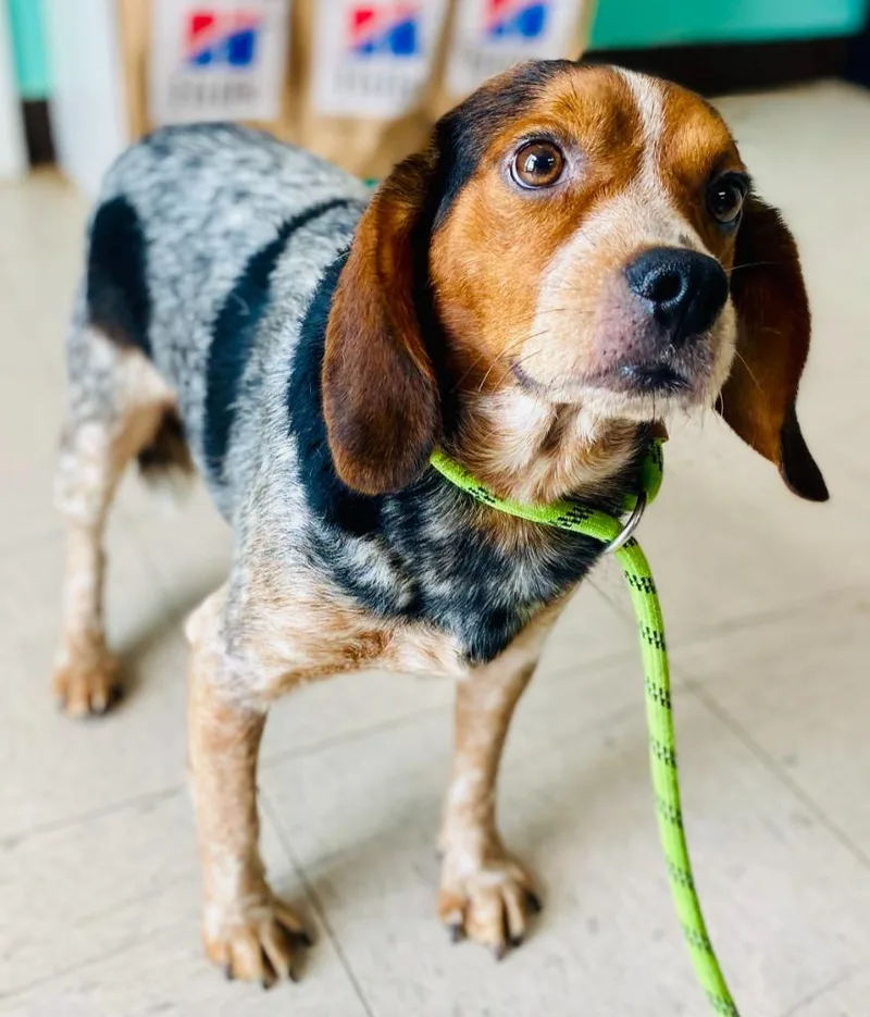 An adult medium-sized male Beagle dog named AirBud for adoption in Chickamauga , GA
