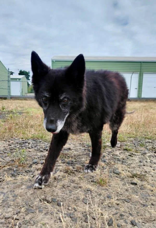 A senior medium-sized female Shepherd dog named Edna for adoption in McMinnville, OR
