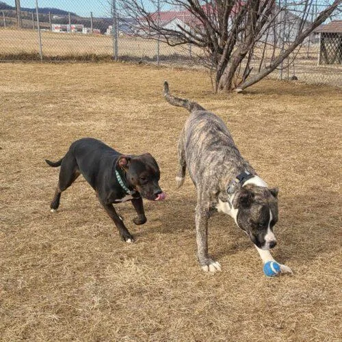 An adult medium-sized female Pit Bull Terrier dog named Luna for adoption in Elizabeth, IL