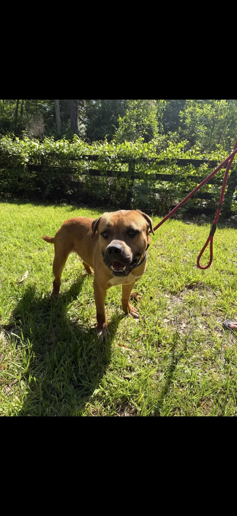 A young medium-sized male Golden Bulldog dog named Buster Brown for adoption in Oviedo, FL