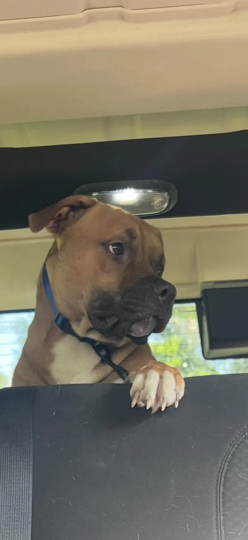 Buster Brown thumbnail 3