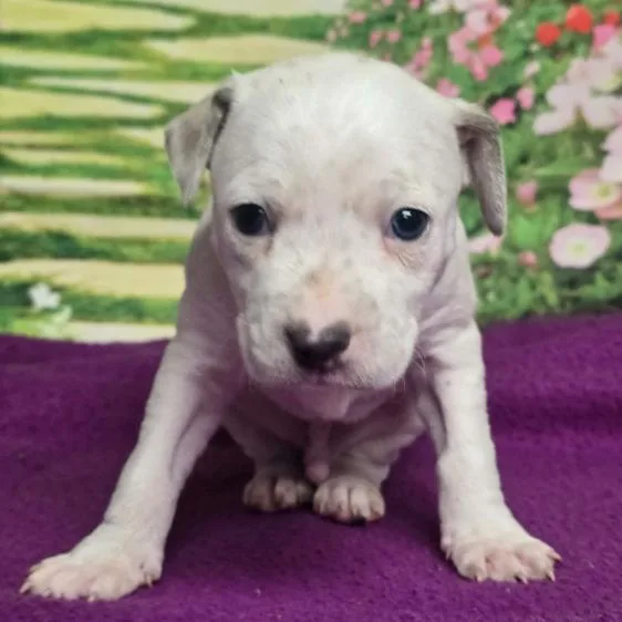 Washington thumbnail 4