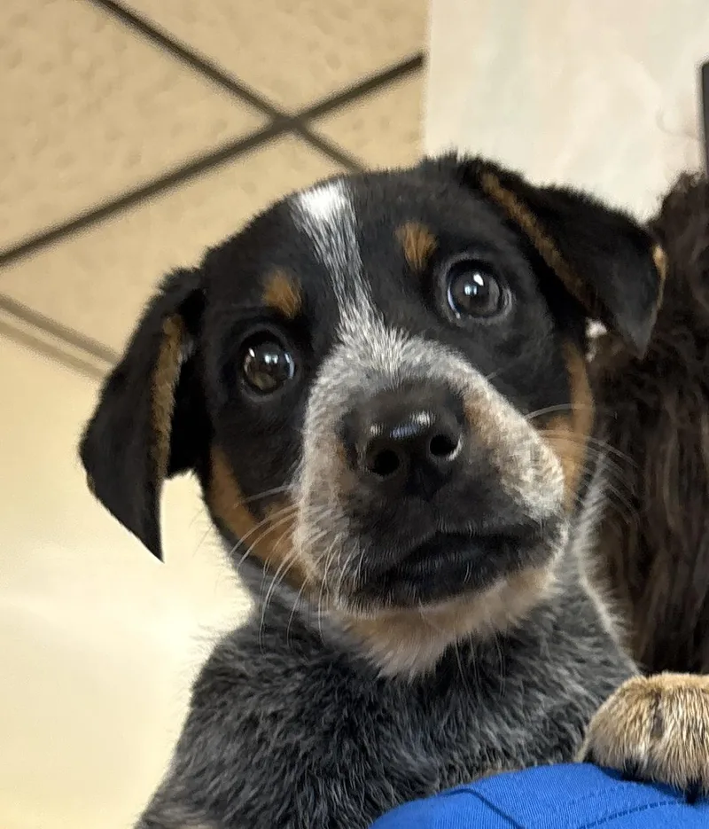 A baby medium-sized female Australian Cattle Dog / Blue Heeler dog named Violet for adoption in San Jose, CA