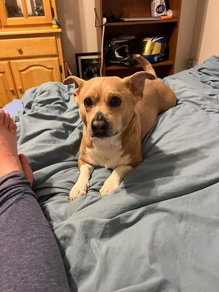 An adult medium-sized male Pembroke Welsh Corgi dog named Loki for adoption in Tucson, AZ