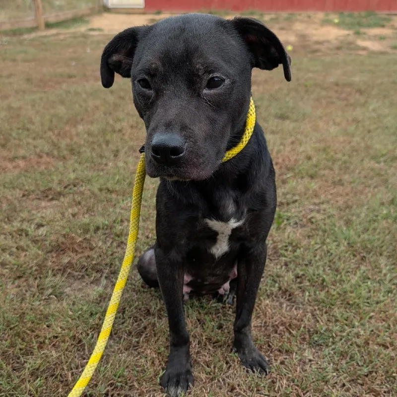 A young medium-sized female Mixed Breed dog named Daisy for adoption in Clarksville, TN