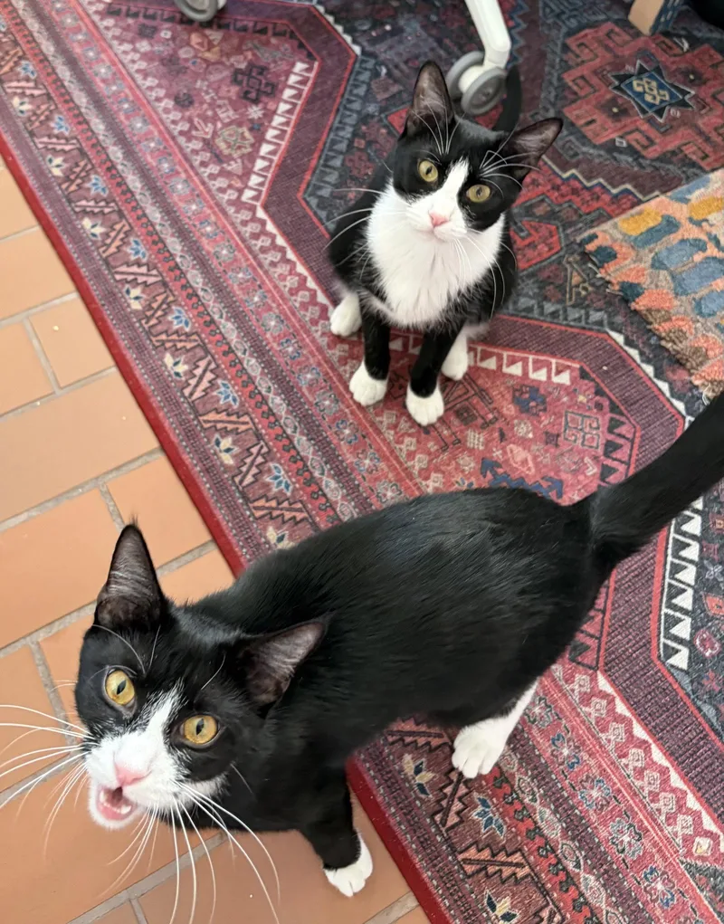 A young medium-sized female Black & White / Tuxedo Domestic Short Hair cat named Domino And Pips! for adoption in Brooklyn, NY