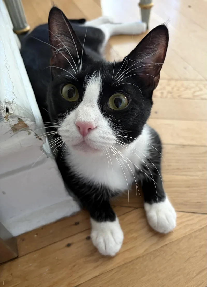 Domino And Pips! thumbnail 2