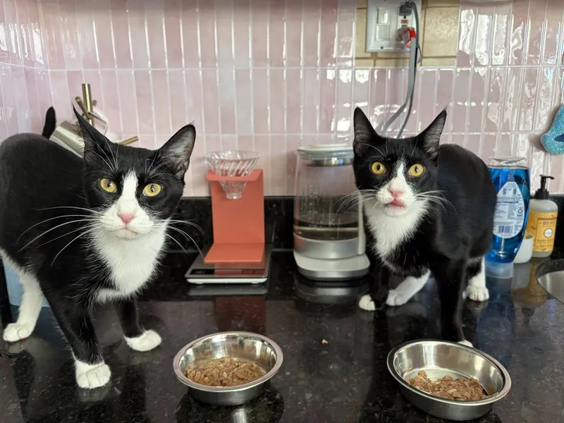 Domino And Pips! thumbnail 3