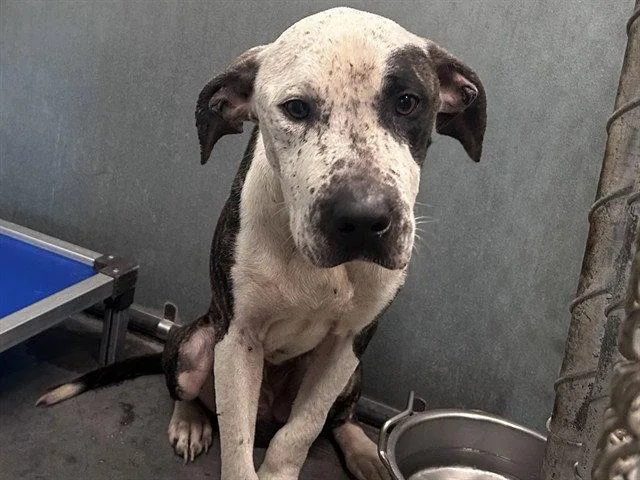 A young medium-sized male American Bulldog dog named Fletcher for adoption in Tavares, FL