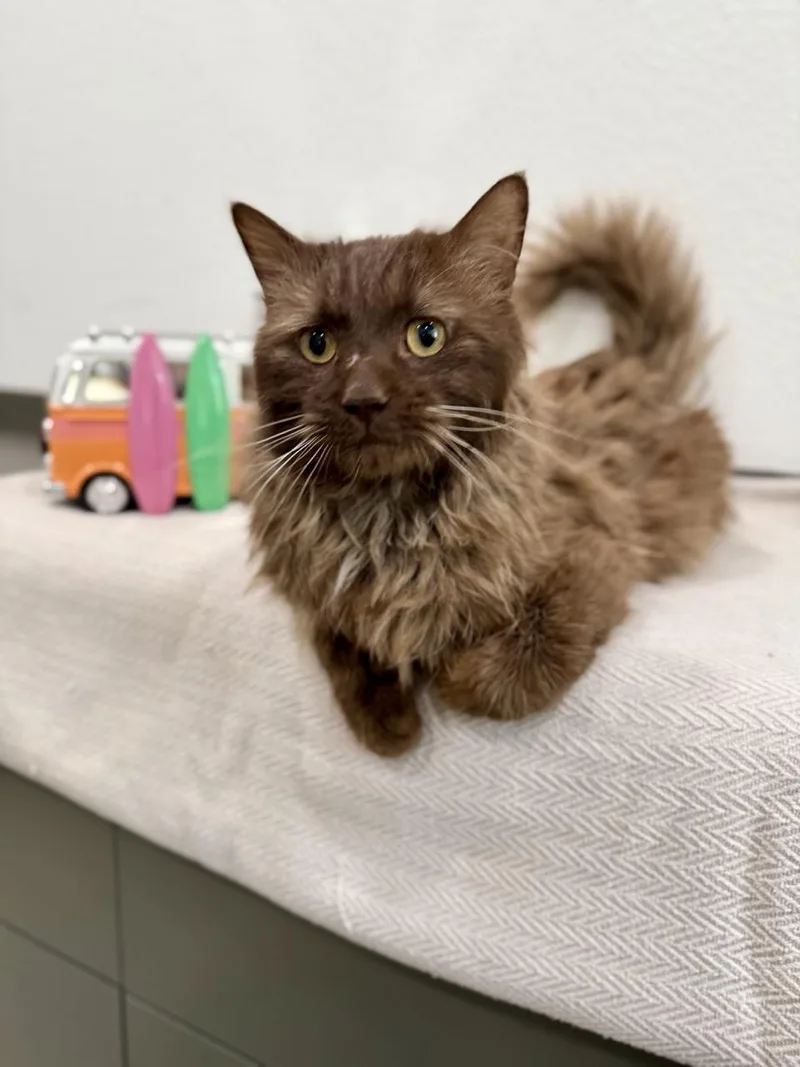 Cadbury
