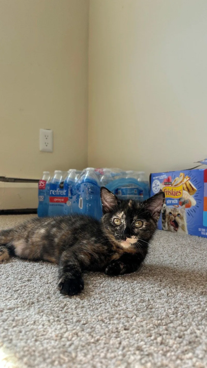 A baby medium-sized female Domestic Short Hair cat named Dorm Room for adoption in Broomall, PA