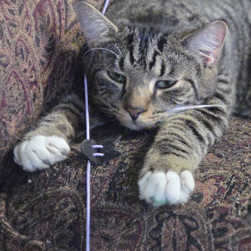 A young medium-sized male Tabby (Brown / Chocolate) Domestic Short Hair cat named Crash AKA Crashipoo for adoption in Hartville, OH
