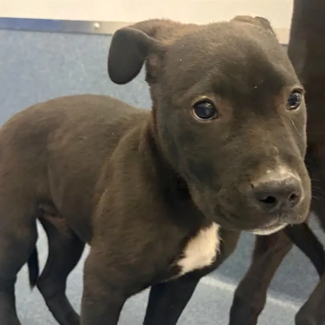 A baby small-sized male Labrador Retriever dog named Ralphie for adoption in St. Louis, MO