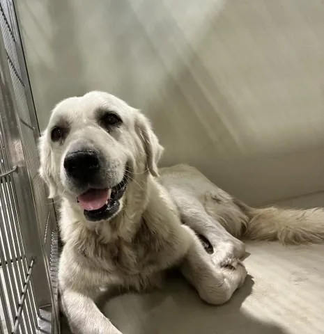 A young extra large-sized female Great Pyrenees dog named Betty for adoption in Bakersfield, CA