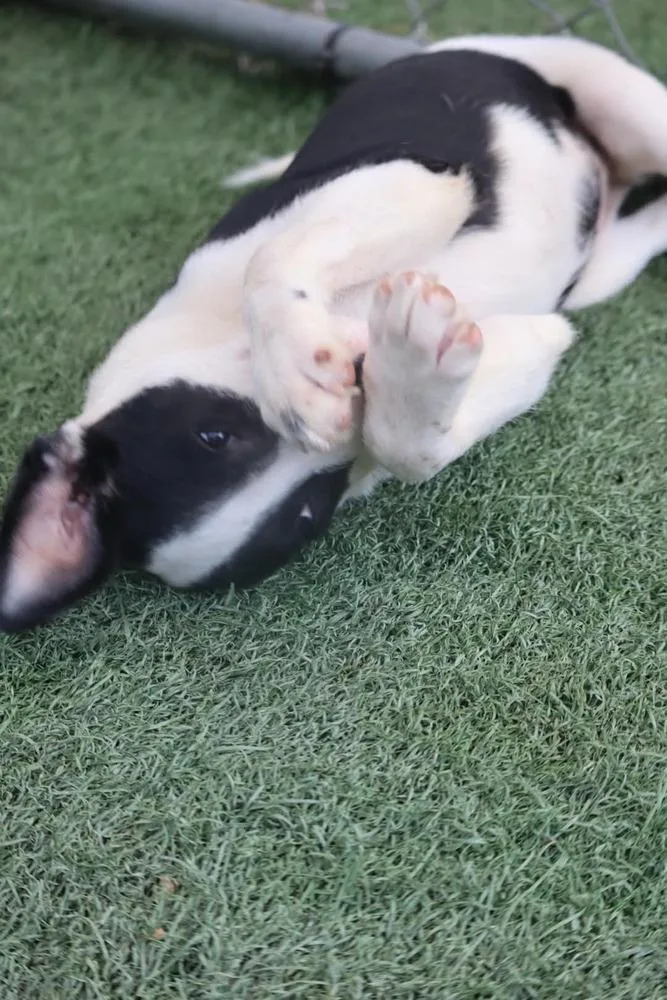 A baby medium-sized female Tricolor (Brown, Black, & White) Labrador Retriever dog named Maxie for adoption in Statesville, NC