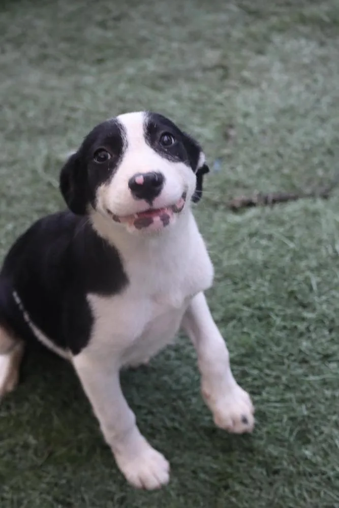 Maxie thumbnail 3