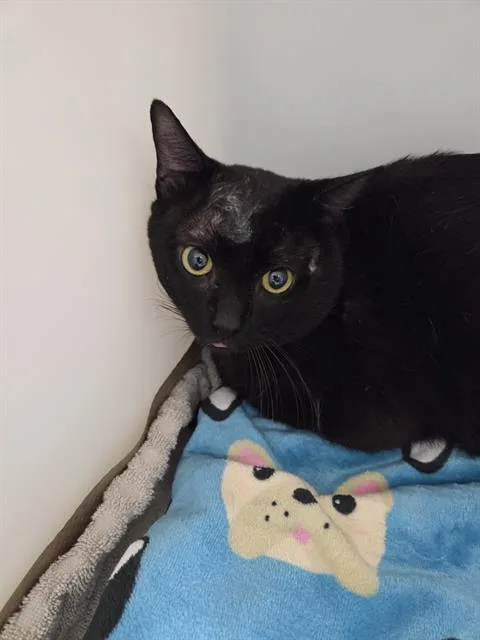 A young medium-sized male Domestic Short Hair cat named A for adoption in Palmetto, FL