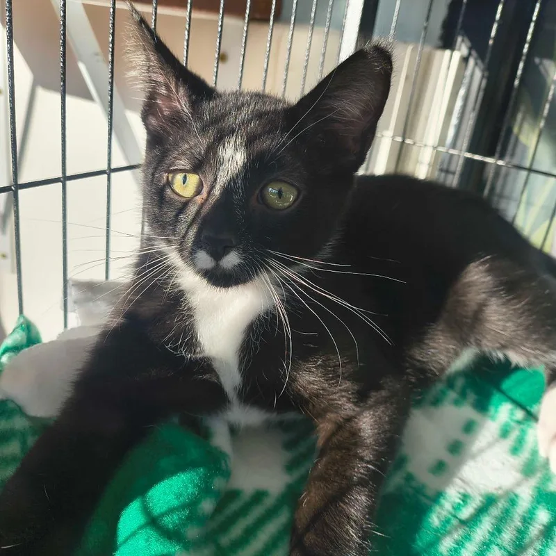 A baby small-sized male Domestic Short Hair cat named Marty for adoption in Deerfield, IL
