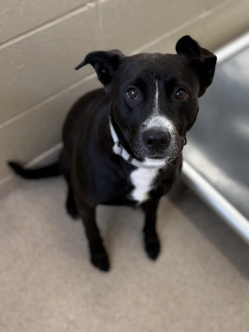 An adult medium-sized female Black Labrador Retriever dog named Donna for adoption in Youngstown, OH