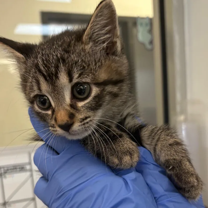 A baby small-sized male Brown / Chocolate Domestic Short Hair cat named Fluffy for adoption in Columbus, GA