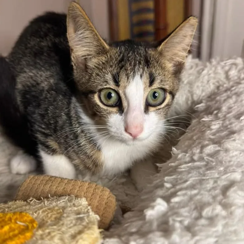 A baby medium-sized male Domestic Short Hair cat named Moochie & Maribel for adoption in Clifton, NJ