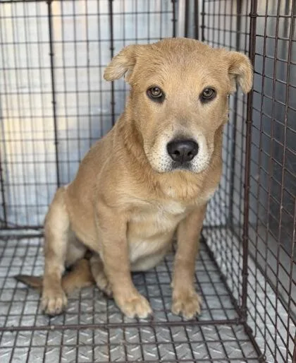 A baby medium-sized female Shar-Pei dog named Pixie for adoption in Fresno, CA