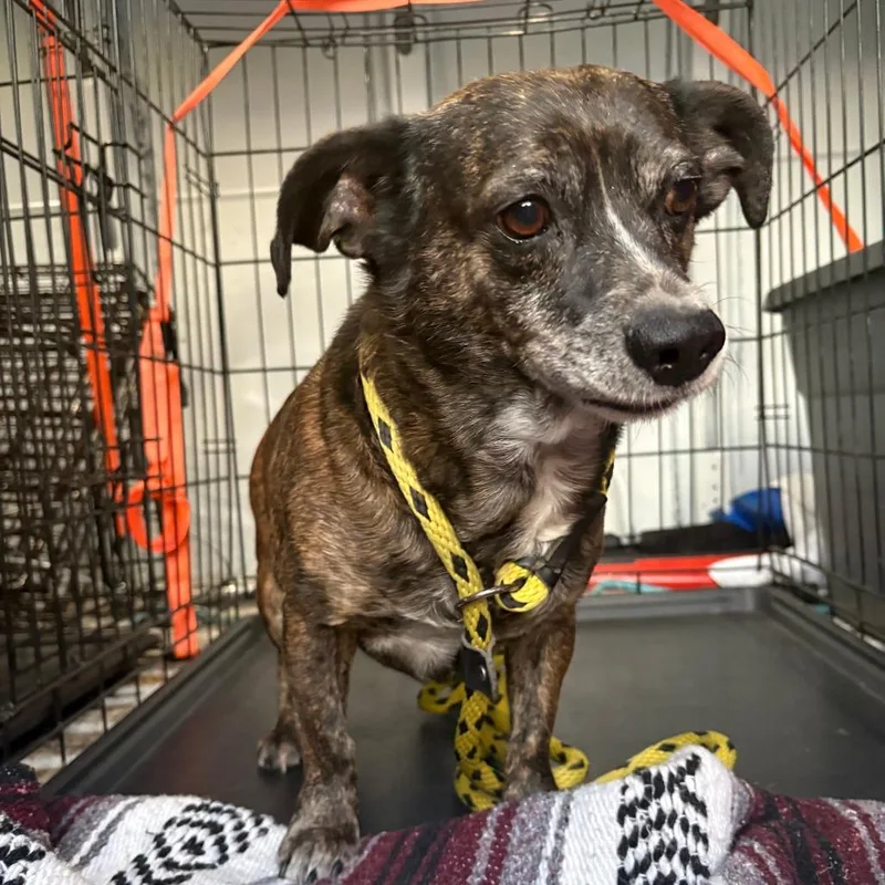 An adult small-sized male Brindle Chihuahua dog named Charles Roth for adoption in St. Louis, MO