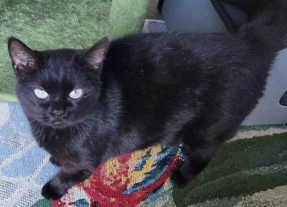 An adult medium-sized female Black Domestic Short Hair cat named Nyx for adoption in Greenville, IL