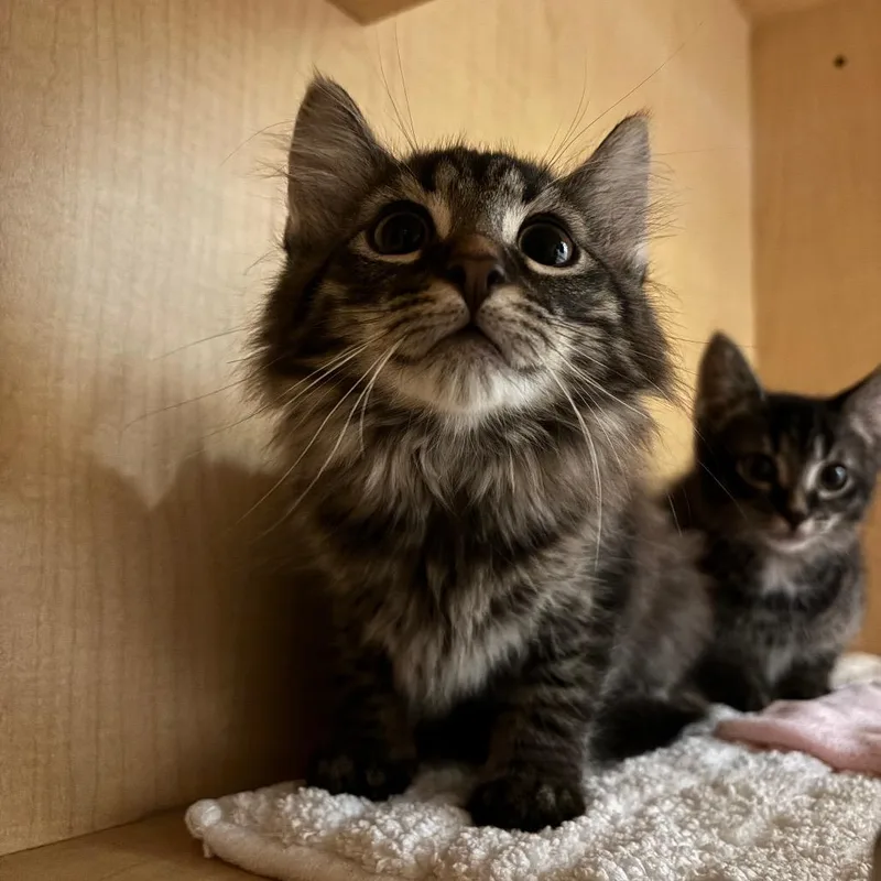A baby small-sized male Domestic Long Hair cat named Irving for adoption in Washington Township, OH