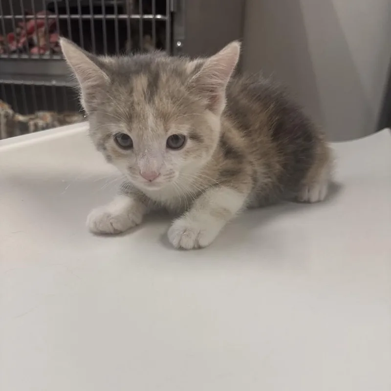 A baby small-sized female Calico Domestic Short Hair cat named Tanya for adoption in Henderson, NV