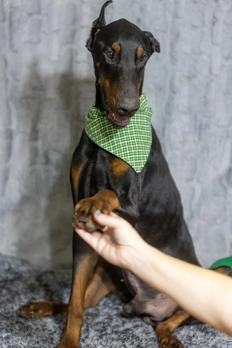An adult large-sized male Black Doberman Pinscher dog named Ethan for adoption in Pearland, TX