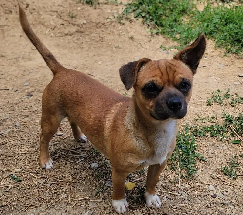 A baby small-sized male Red / Chestnut / Orange Pug dog named Paco for adoption in Mount Sterling, KY