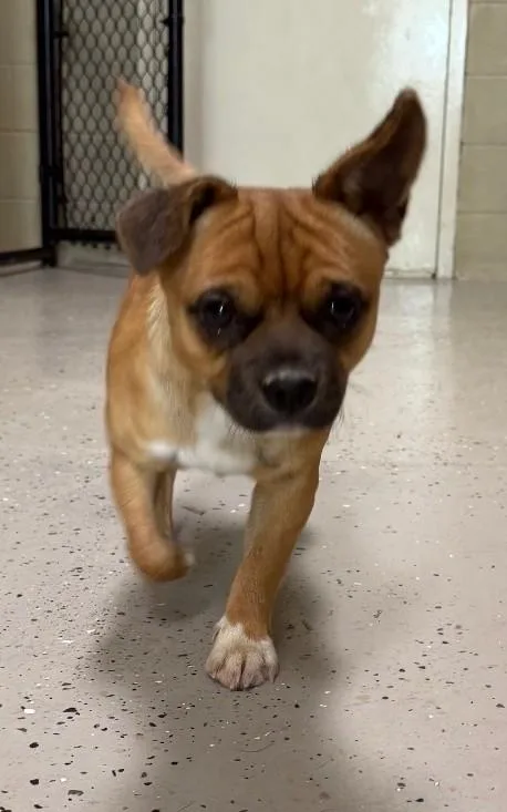 Paco thumbnail 2