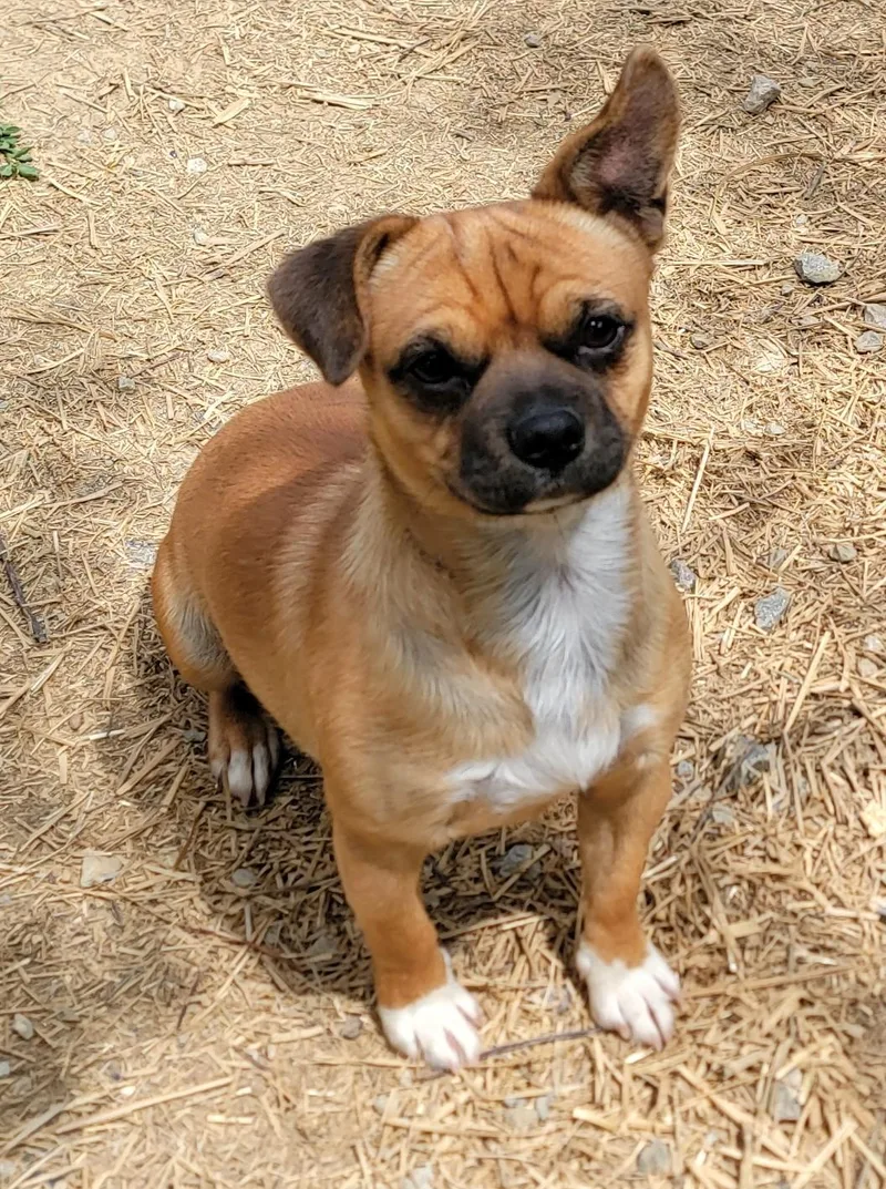 Paco thumbnail 4