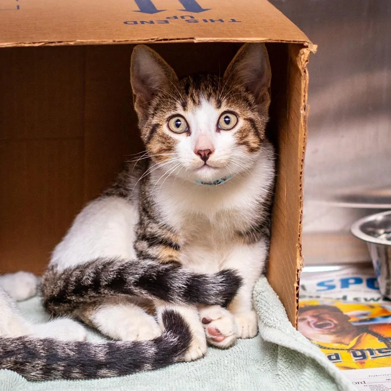 A baby small-sized male Domestic Short Hair cat named Nero for adoption in Hattiesburg, MS