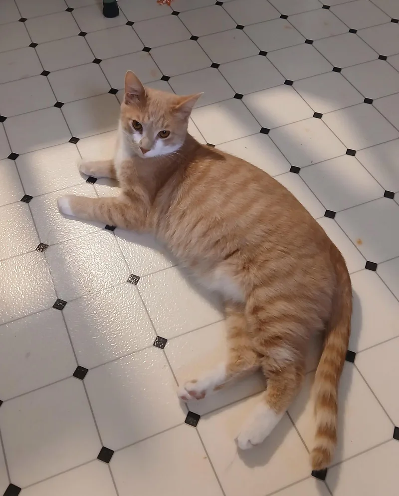 A young large-sized male Orange / Red Domestic Short Hair cat named Jack for adoption in Pittsboro, NC