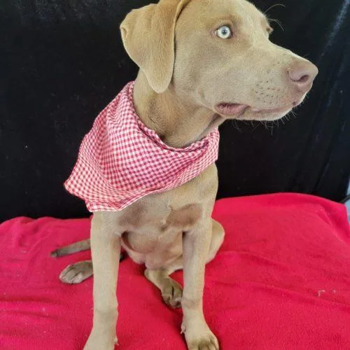 A senior medium-sized female Apricot / Beige Labrador Retriever dog named Kit for adoption in Leesburg, AL