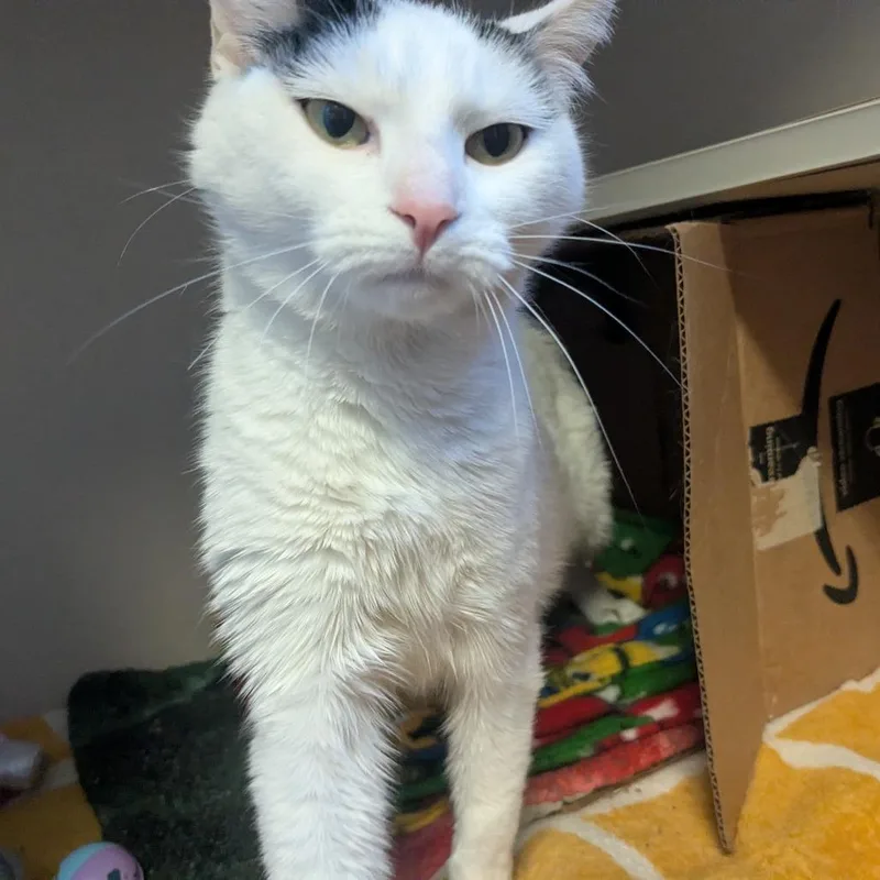 An adult medium-sized female White Domestic Short Hair cat named Pelusa for adoption in Providence, RI