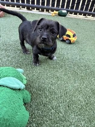 A baby small-sized male Mixed Breed dog named License for adoption in Pleasanton, CA