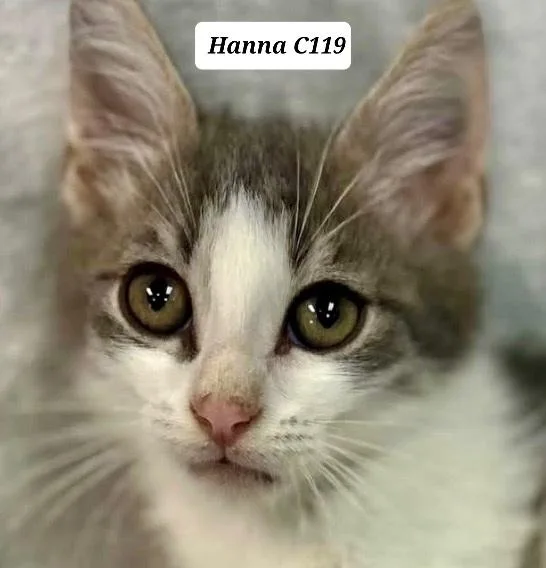 A baby medium-sized female Domestic Medium Hair cat named Hanna for adoption in Morganton, NC